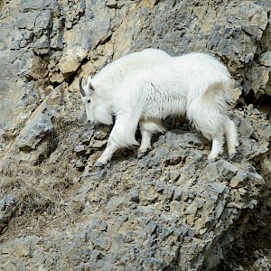 AndreAnita/Shutterstock.com