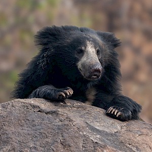 Banu R/Shutterstock
