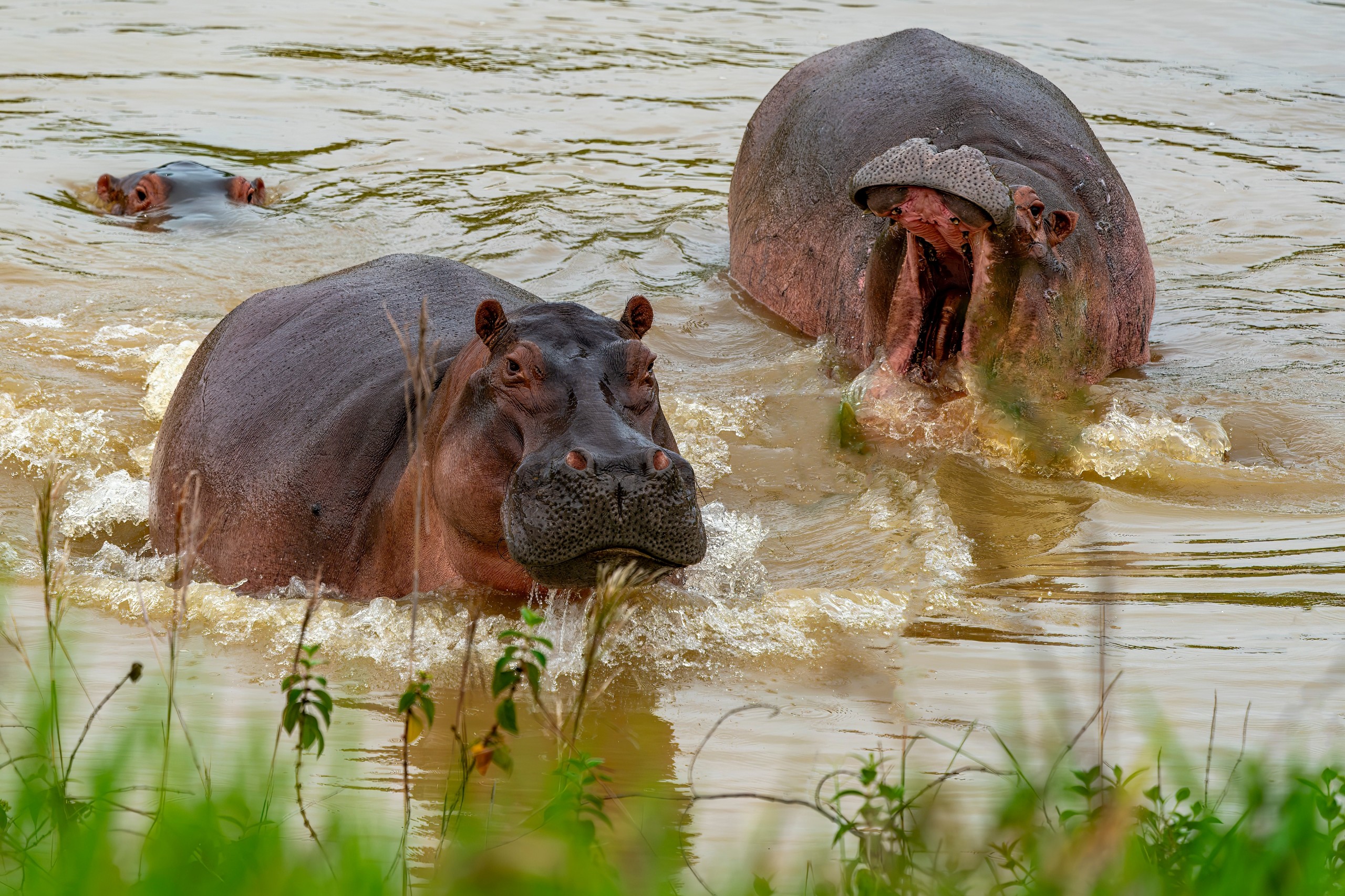 Andrea Izzotti/Shutterstock