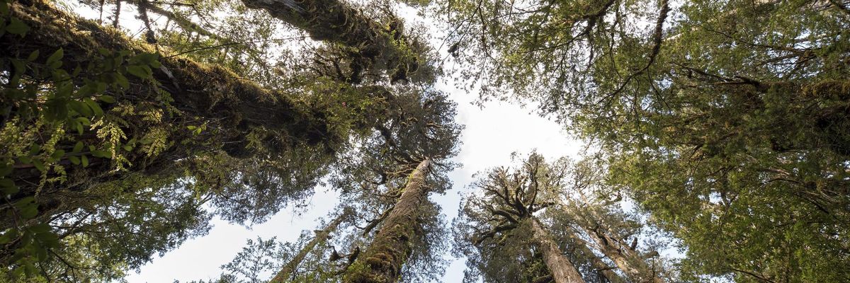 Megtalálták a Föld legidősebb fáját
