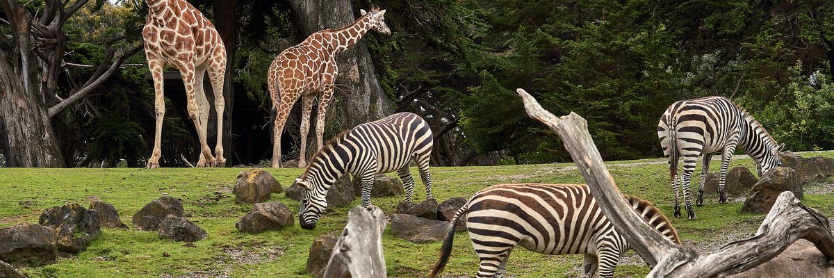 állatkert zebrákkal és zsiráfokkal