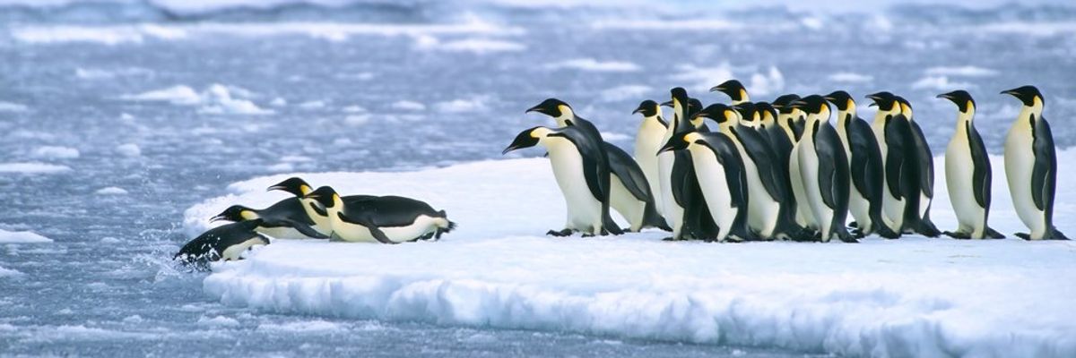 antarktiszi pingvinek