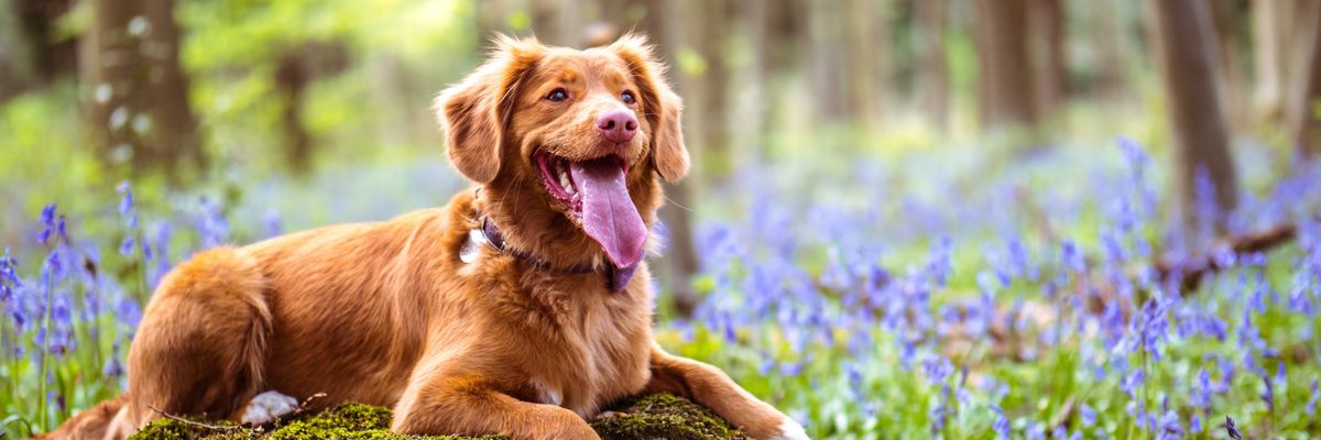 barna kutya virágok között