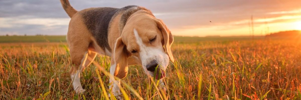 beagle kutya füvet eszik egy réten a naplementében