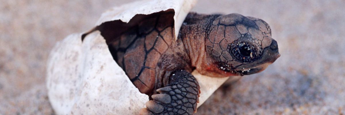 bébiteknős teknős homok tojás kikelés 