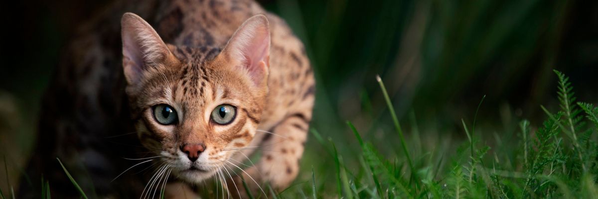 bengáli macska a fűben