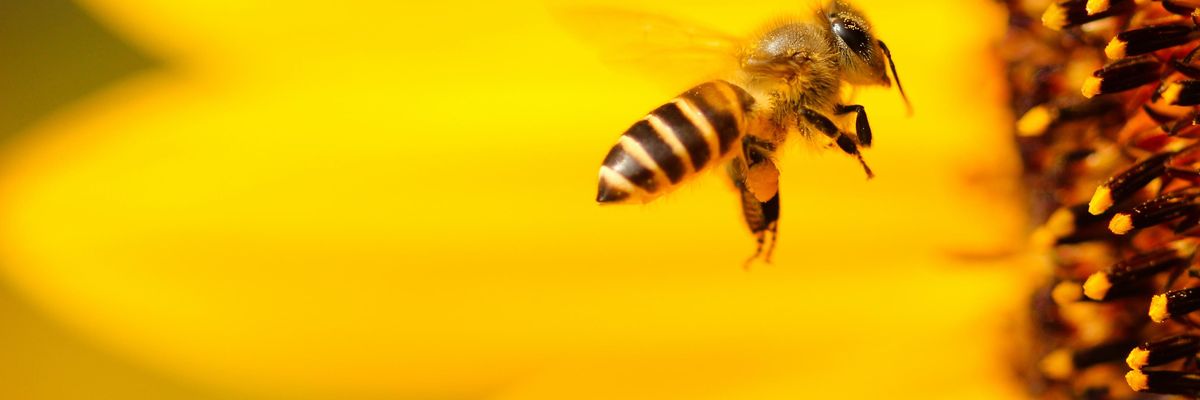 black and white honey bee hovering near yellow flower in closeup photography