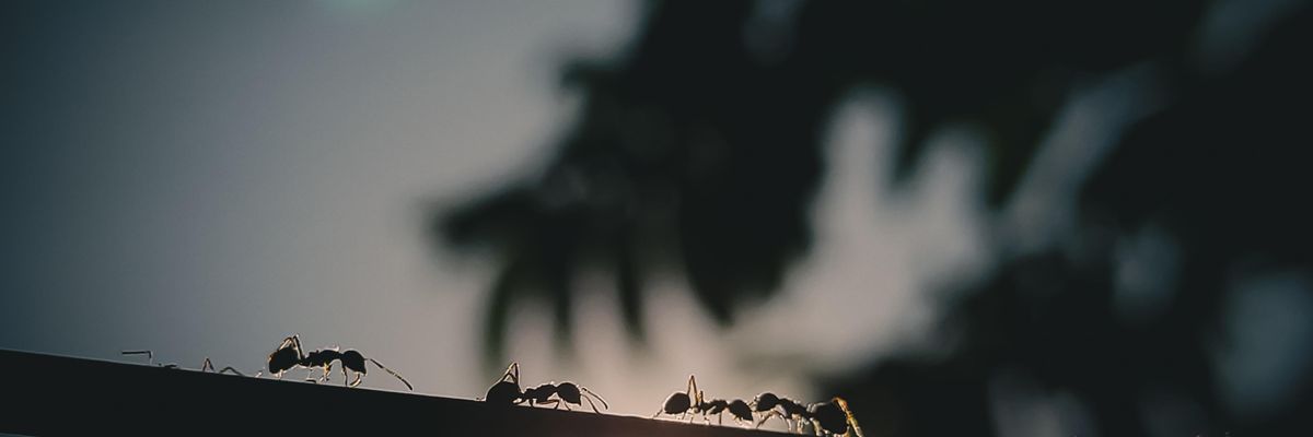 black ant on black wire