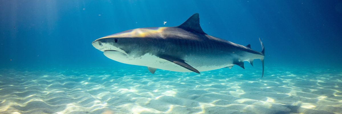 black shark underwater photo