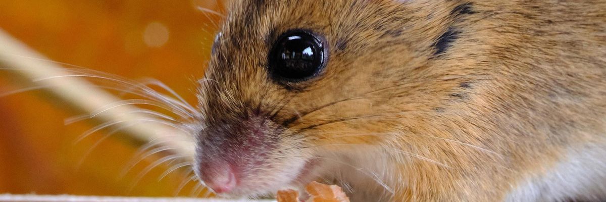 brown and white rodent on orange textile