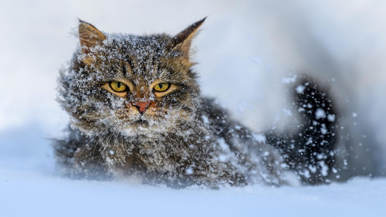 cica a hóban 