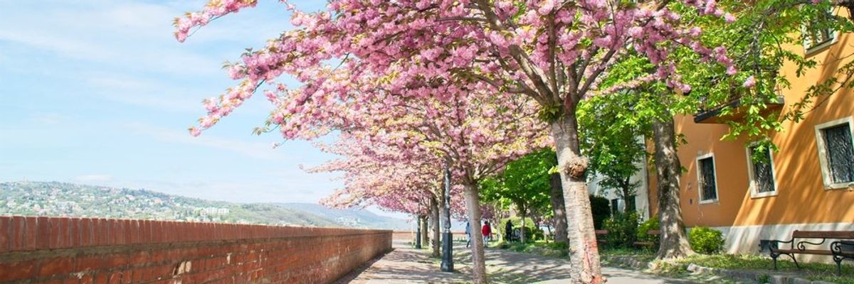 cseresznyevirágzás a Tóth Árpád sétányon