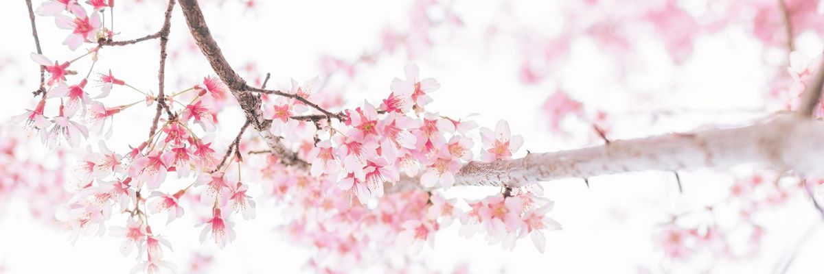cseresznyevirágzás cherry blossom japan