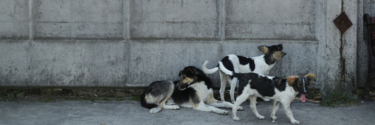 csernobil kutyák