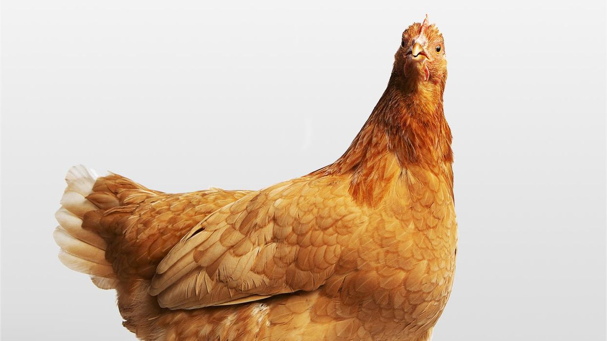 csirke tyúk áll egy mintás terítőn fehér háttér előtt