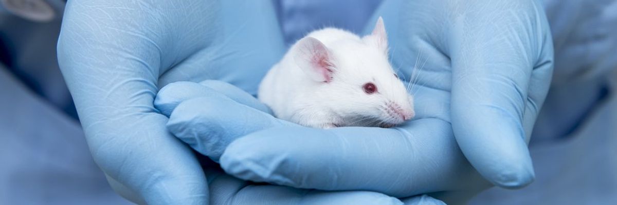 egeret tart a kezében egy kutató