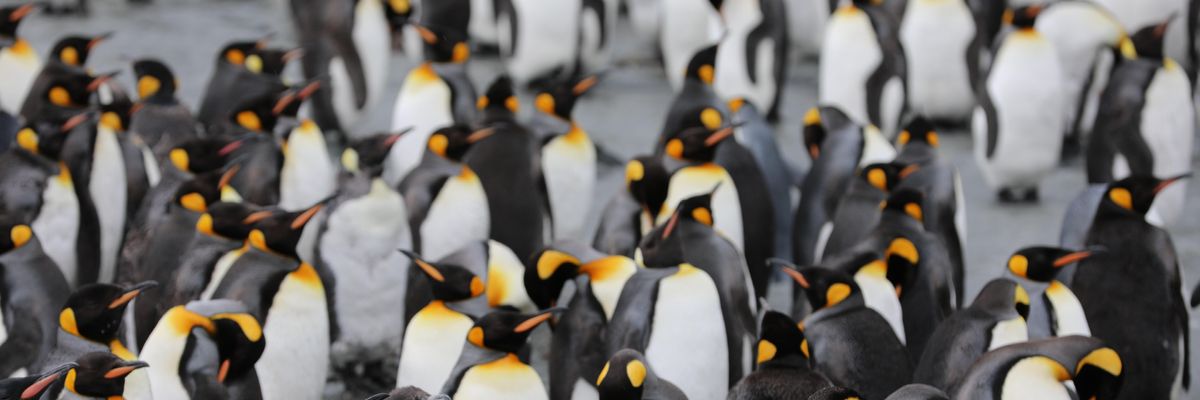 Egy csapat pingvin.