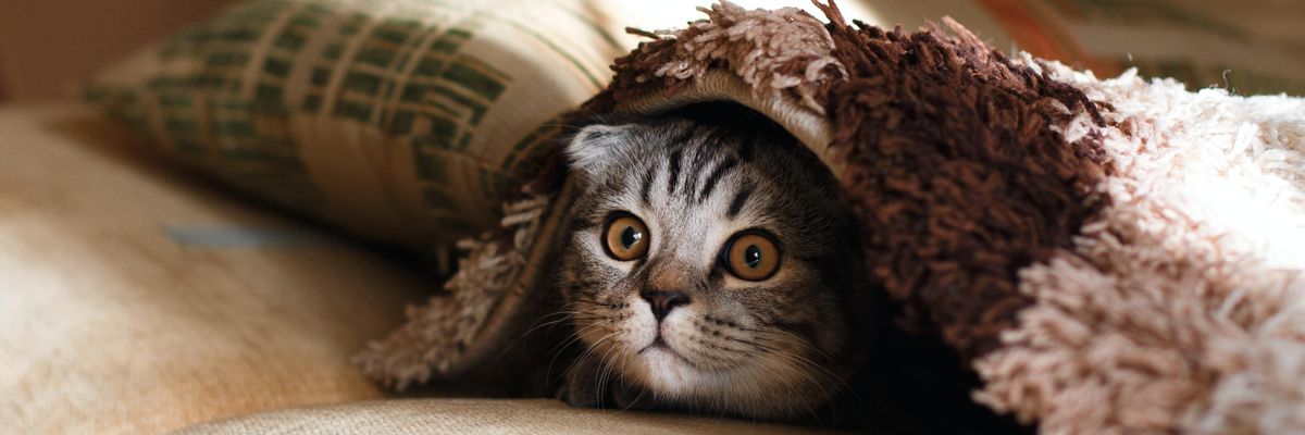 Egy macska a takaró alatt.