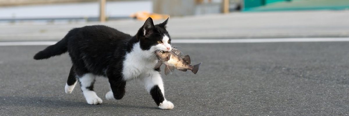 egy macska Tasirodzsimán egy hallal a szájában