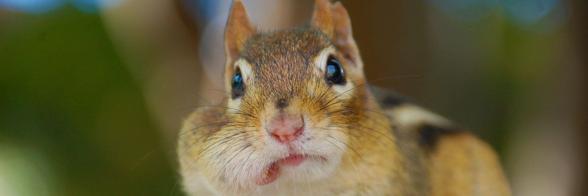 Egy mókus, akinek dió van a szájában