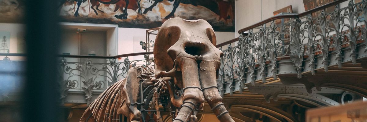 Egy múzeumi Mamut-csontváz.