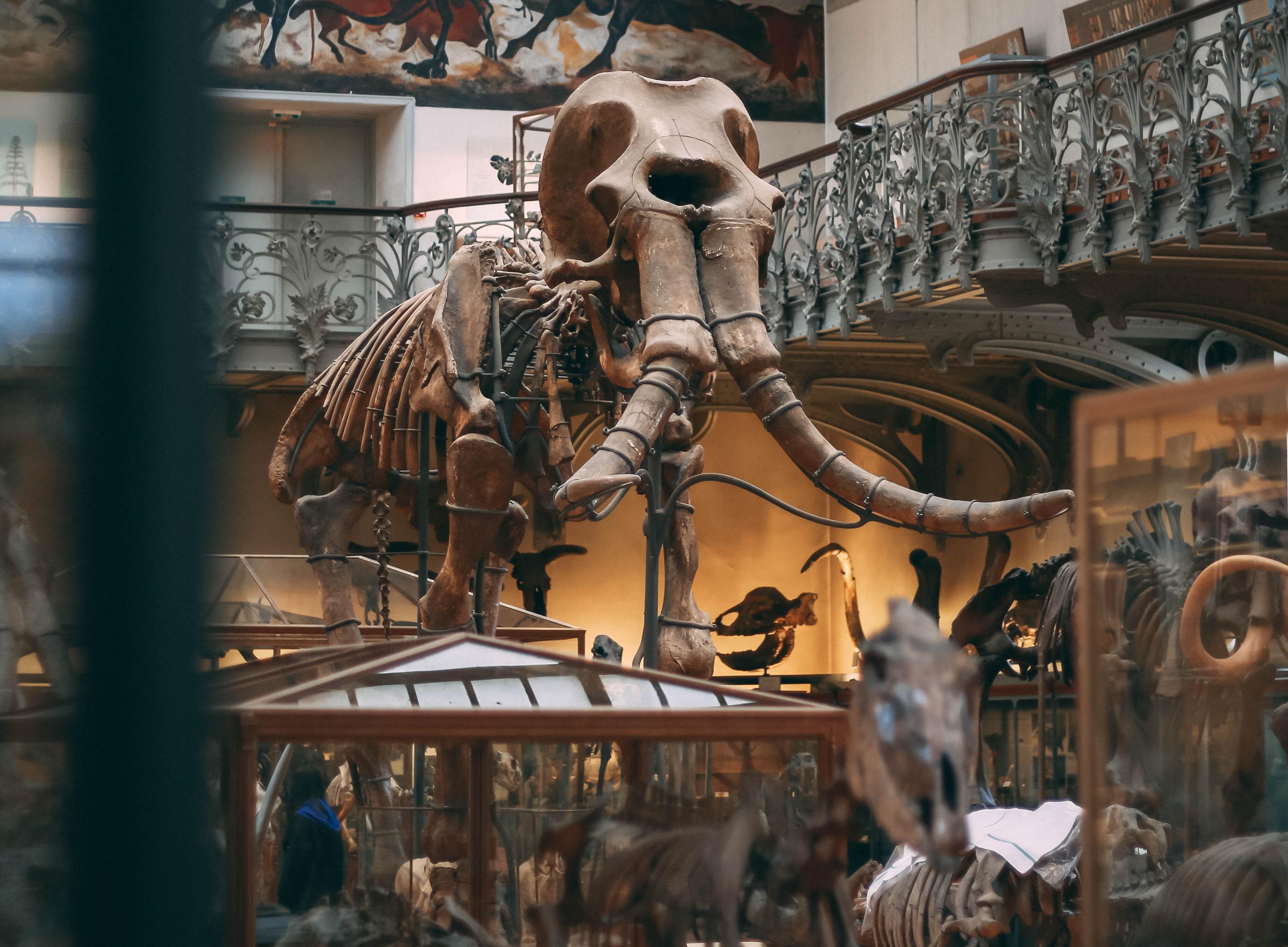 Egy múzeumi Mamut-csontváz.
