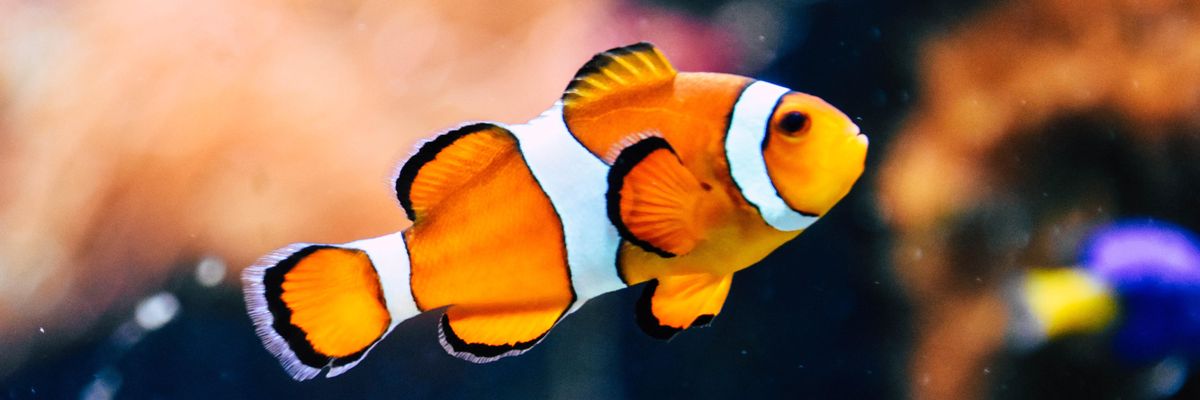 Egy narancsárga-fehér hal