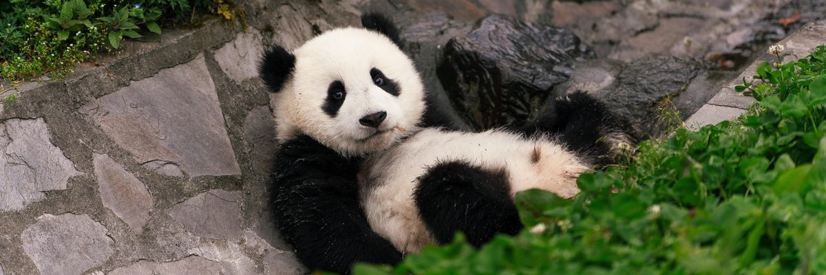 Egy sziklafalnál pihenő panda