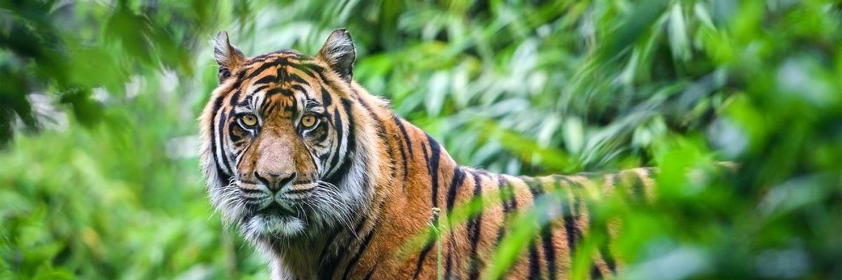 egy szumátrai tigris