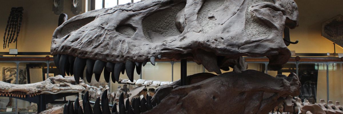 Egy Trannosaurus rex (T.rex) koponyája
