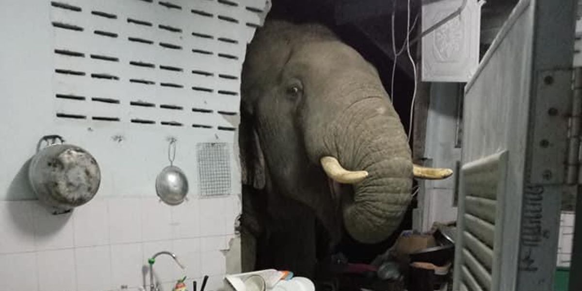 elefánt a konyhában 