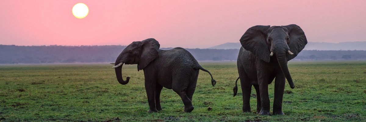elefántok naplemente