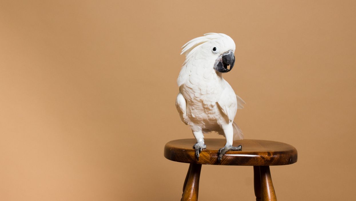 fehér papagáj széken áll barnás háttér előtt