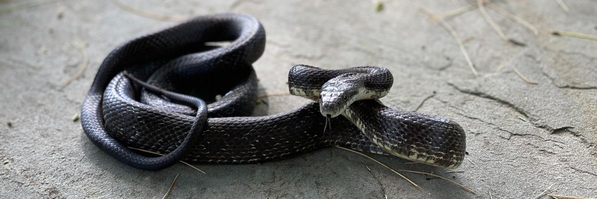 fekete kígyó