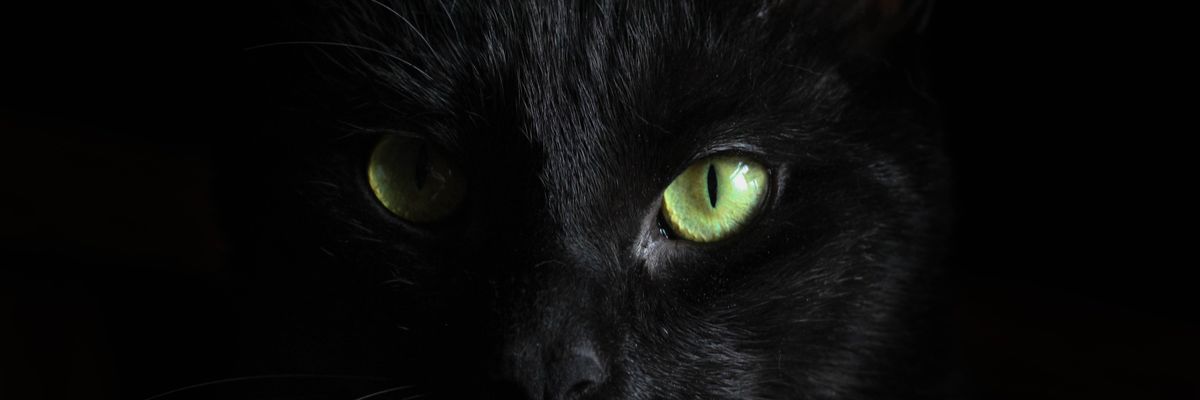 Fekete macska zöld szemmel