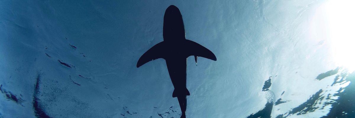 A cápák a természetes GPS-ük segítségével képesek húszezer kilométert is megtenni hazáig