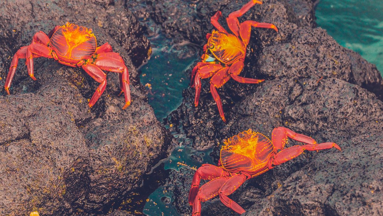 four crabs on brown rock