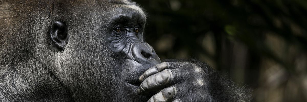 gorilla gondolkodik 
