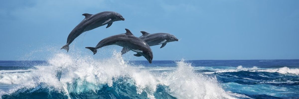 három delfin, amint épp kiugranak a tengerből