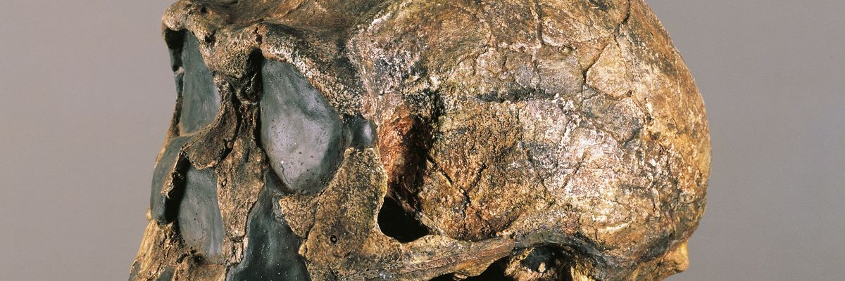 Homo erectus koponya 