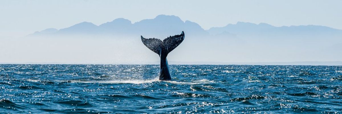 Hosszúszűrnyú bálna farka