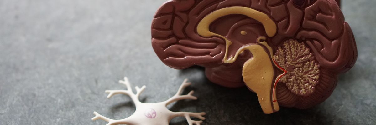 human brain toy