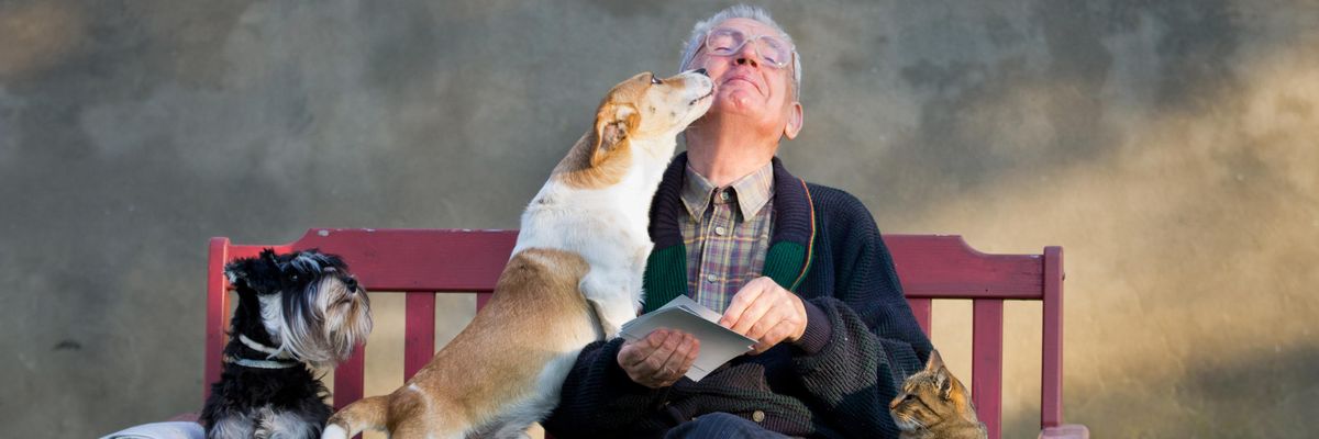 idős úr ül a padon két kutyával és egy macskával, az egyik kutya arcon nyalja