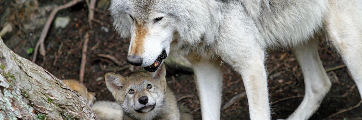 Tökéletes állapotban lévő, 57 ezer éves farkaskölyök került elő a jégtakaróból