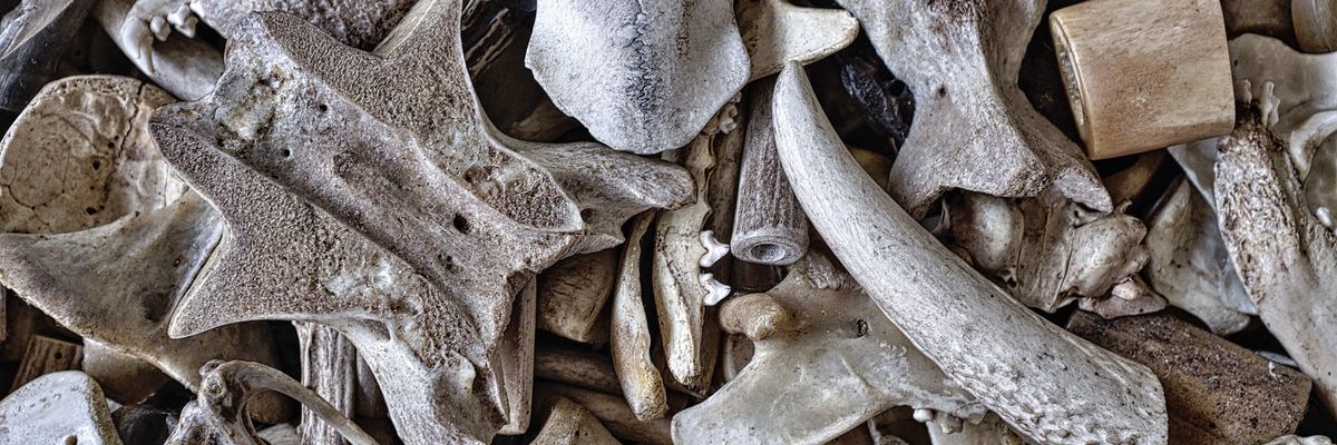 Vésetekkel díszített, 120 ezer éves csontot fedeztek fel