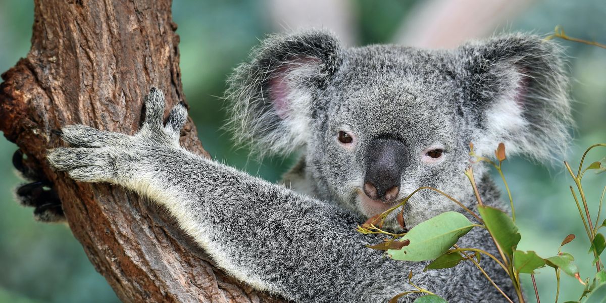 Fogorvostól kapott műlábat Triumph, a koala