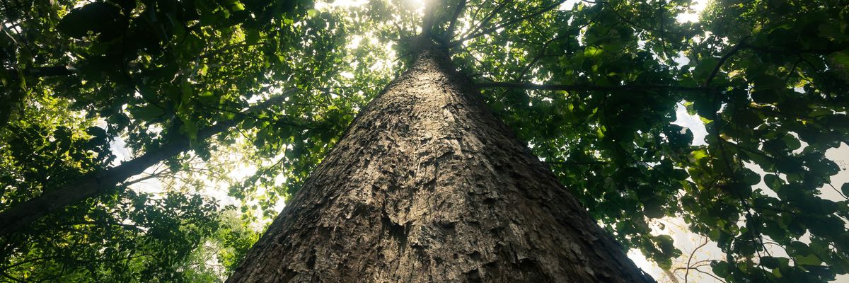 Úgy tűnik, hamarosan tényleg megdől a világ legidősebb fájának rekordja