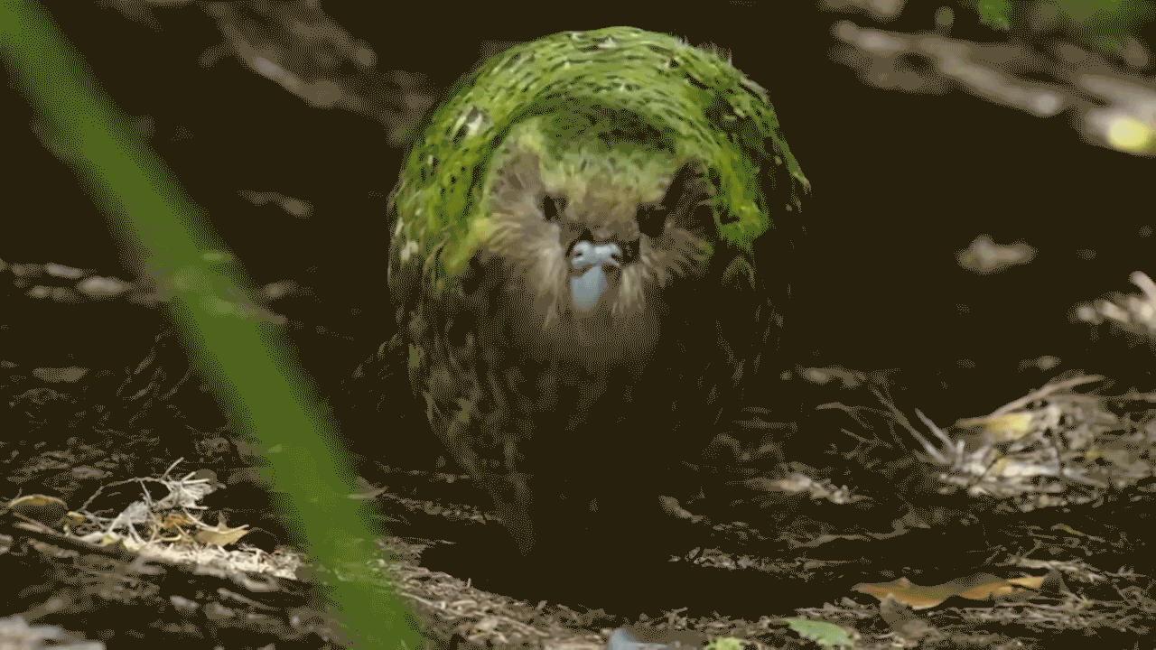 kövér kakapó