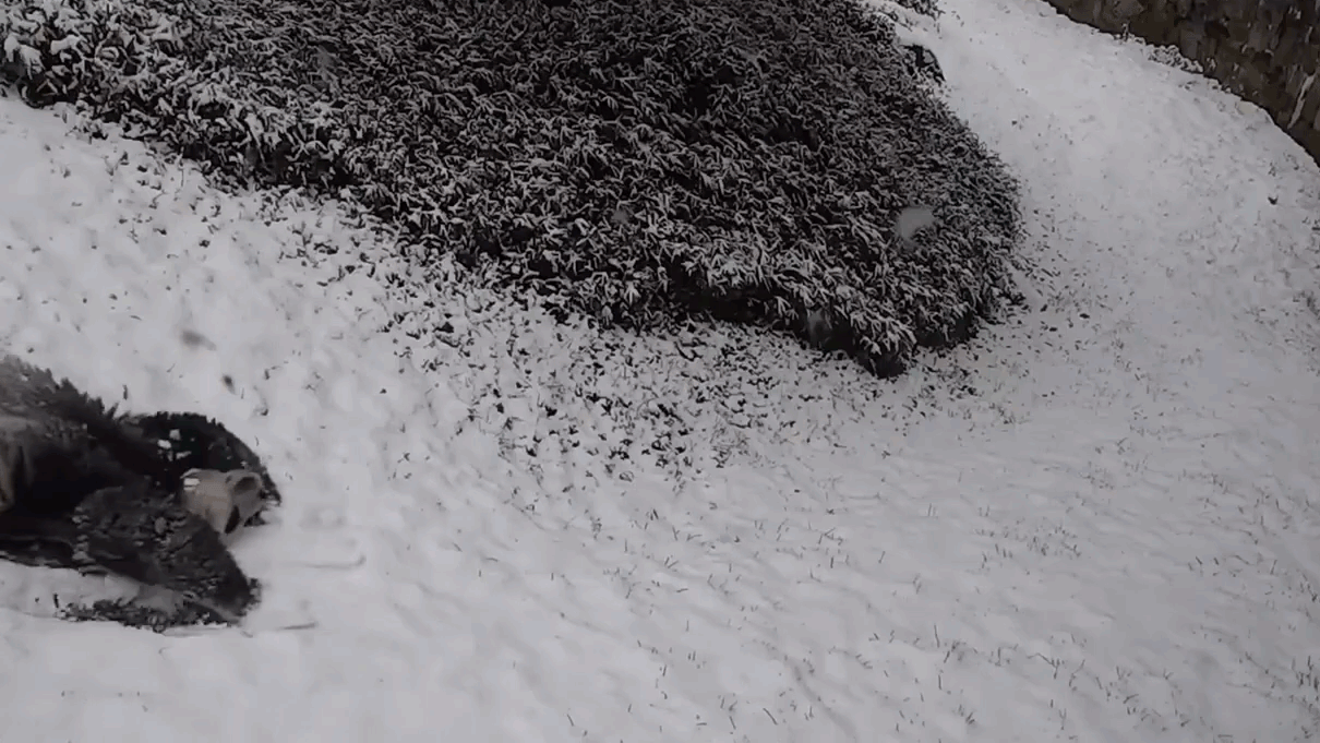 Irigylésre méltó trükköket mutatott be két óriáspanda a friss hóban