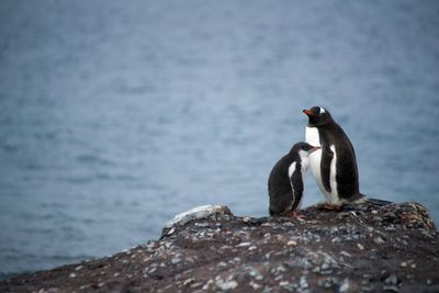 pingvinek egy sziklán 